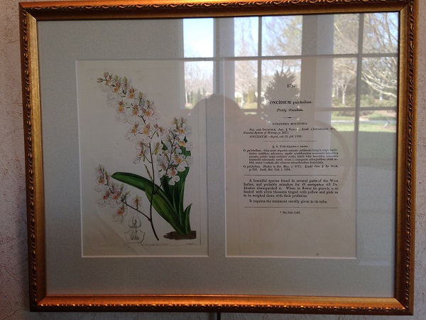 Framed Lithograph from The Botanical Register